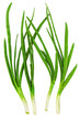 Young onion on white background. Close-Up. Isolated.