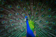 beautiful peacock with feathers