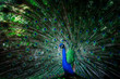 beautiful peacock with feathers