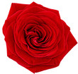 Beautiful single red  rose flower. Isolated.
