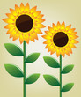 Sunflower illustration