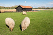 Grazing Drenthe Heath sheep