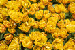 yellow tulips in the garden