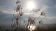 Background of green grass on the wind