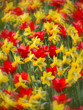 daffodils and tulips