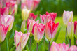 pink tulips in the garden
