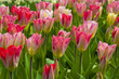 pink tulips in the spring garden