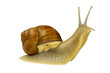 Snail
