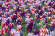 spring flower bed in the garden