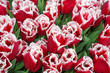 red tulips close up