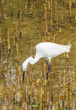 The Little Egret (Egretta garzetta) walking to find some food