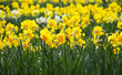 daffodils in the garden