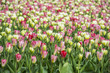 tulips field