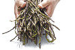 Fresh asparagus in his hands