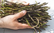 Fresh asparagus in his hands