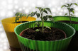 Photo: Young plant of tomato growing in pot Young plant of tomato growing in pot