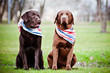 two labrador retriever dogs in bandanas