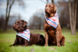 two brown labrador retriever dogs in bandanas