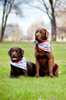 two labrador retriever dogs outdoors