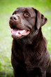 brown labrador retriever outdoors