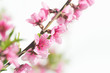 Photo: Peach flower in spring Peach flower in spring