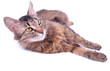 beautiful grey mixed-breed pregnant cat relaxing