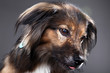 Süßer mischlings Hund mit Zunge