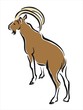 cabra montés
