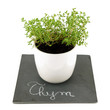 pot de thym sur ardoise fond blanc 1