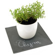 pot de thym sur ardoise fond blanc incliné 1