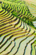 rice field on terraced in mountain.