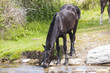 Caballo abrevando