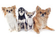 Foto: four chihuahuas four chihuahuas