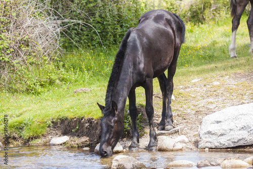 Photo: Caballo abrevando Caballo abrevando