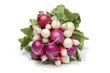 Variety of radishes