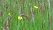 Video: Spring Spring