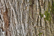 Bark detail