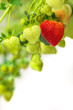 Photo: Green and red strawberries against a white background Green and red strawberries against a white background