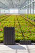Photo: Crates in front of rows of young geranium plants Crates in front of rows of young geranium plants