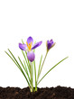 Photo: Purple crocus on brown fresh soil isolated on white Purple crocus on brown fresh soil isolated on white
