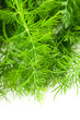 dill isolated