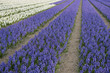 field with hyacinths