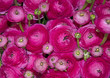 pink floral background