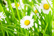 Foto: green grass and daisy green grass and daisy
