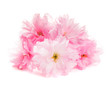 Foto: sakura isolated sakura isolated