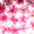 Foto: sakura pattern sakura pattern