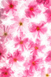 Foto: sakura pattern sakura pattern