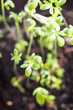 cress salad growth