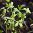 cress salad growth