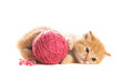 playful kitten